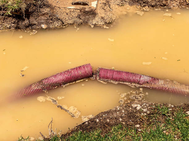 Best Mold removal after water damage  in Baxter, TN